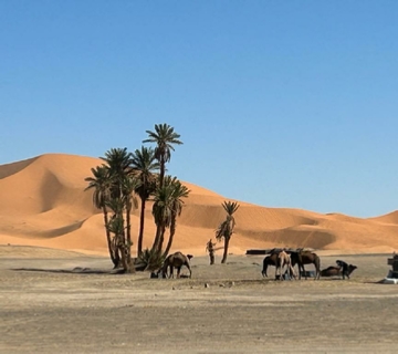 Desert camp Merzouga